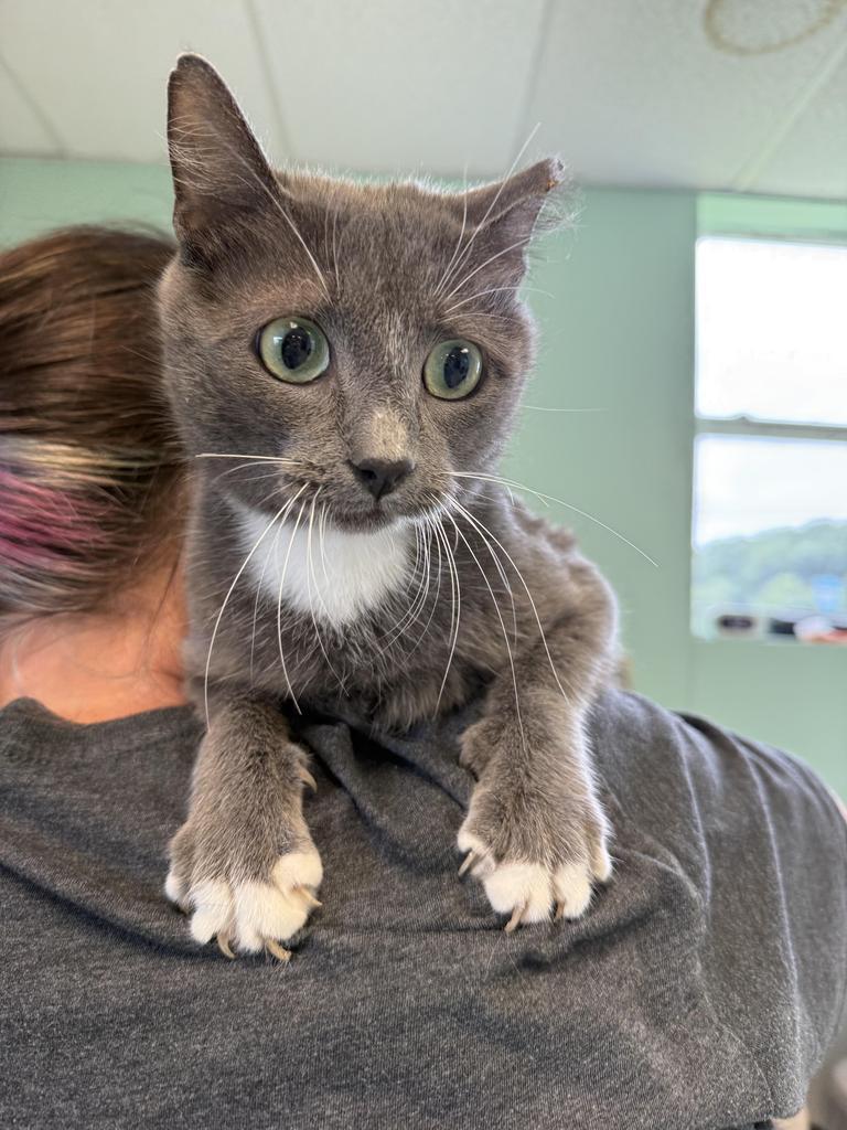 Enlarge Novalee, a Adoptable mixed breed in Athens, OH image 1/1