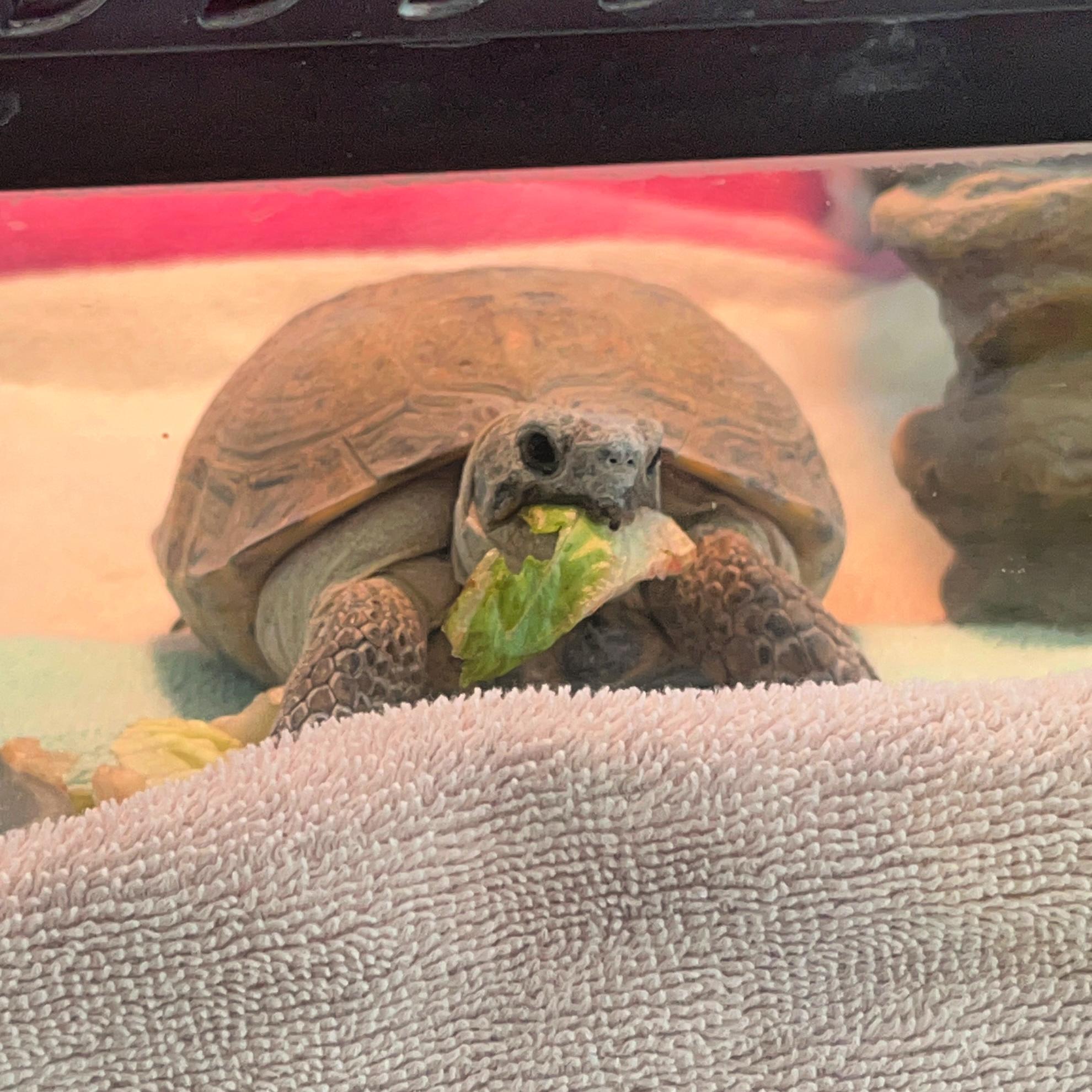 Alfredo, ADOPTABLE, Young Female Tortoise.