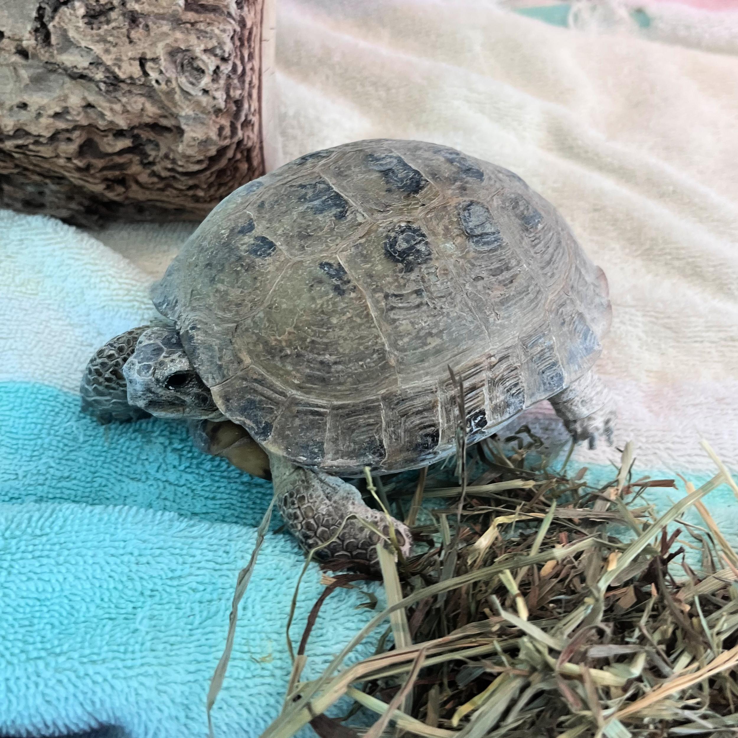 Enlarge Alfredo, a ADOPTABLE mixed breed in Lindon, UT image 2/4
