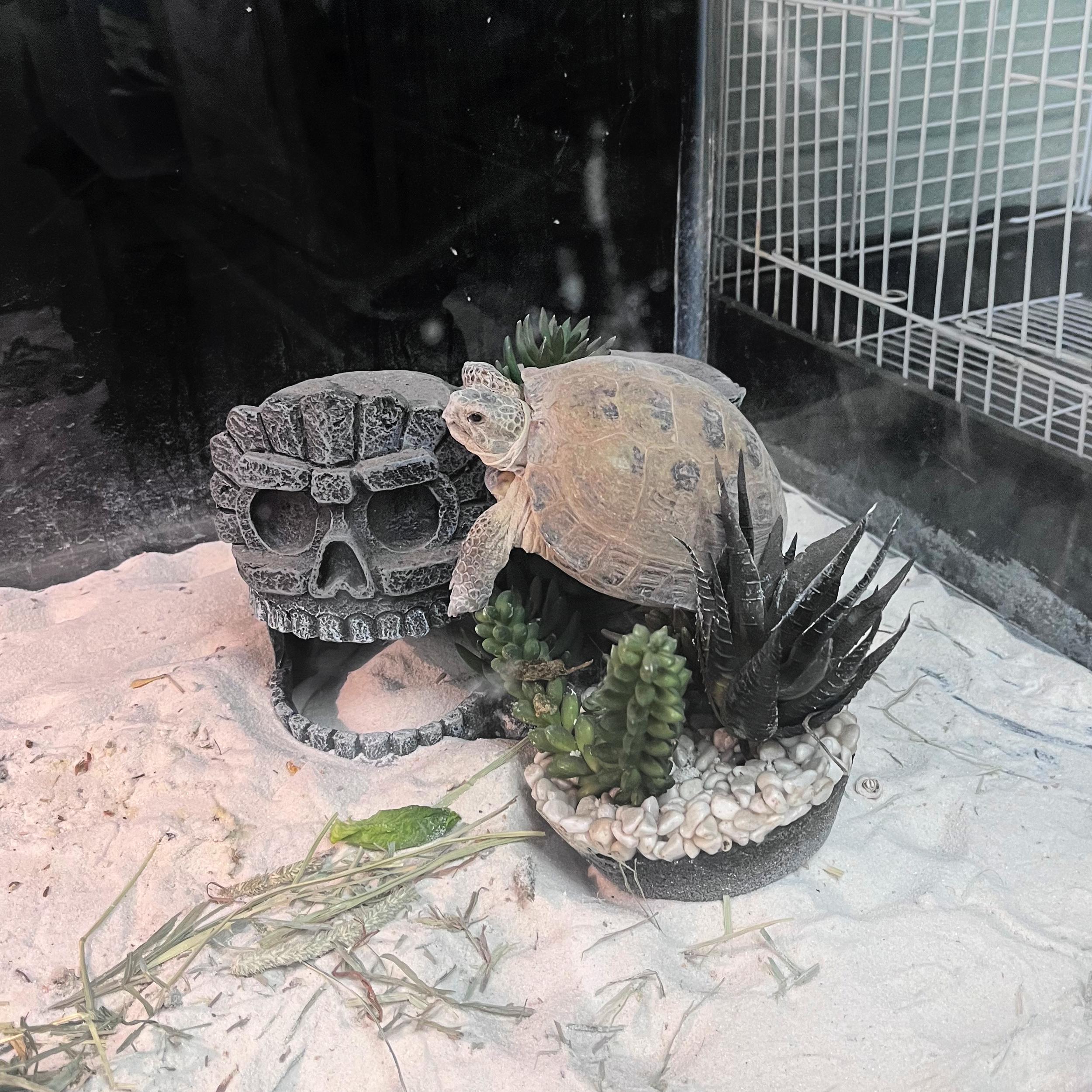 Enlarge Alfredo, a ADOPTABLE mixed breed in Lindon, UT image 3/4