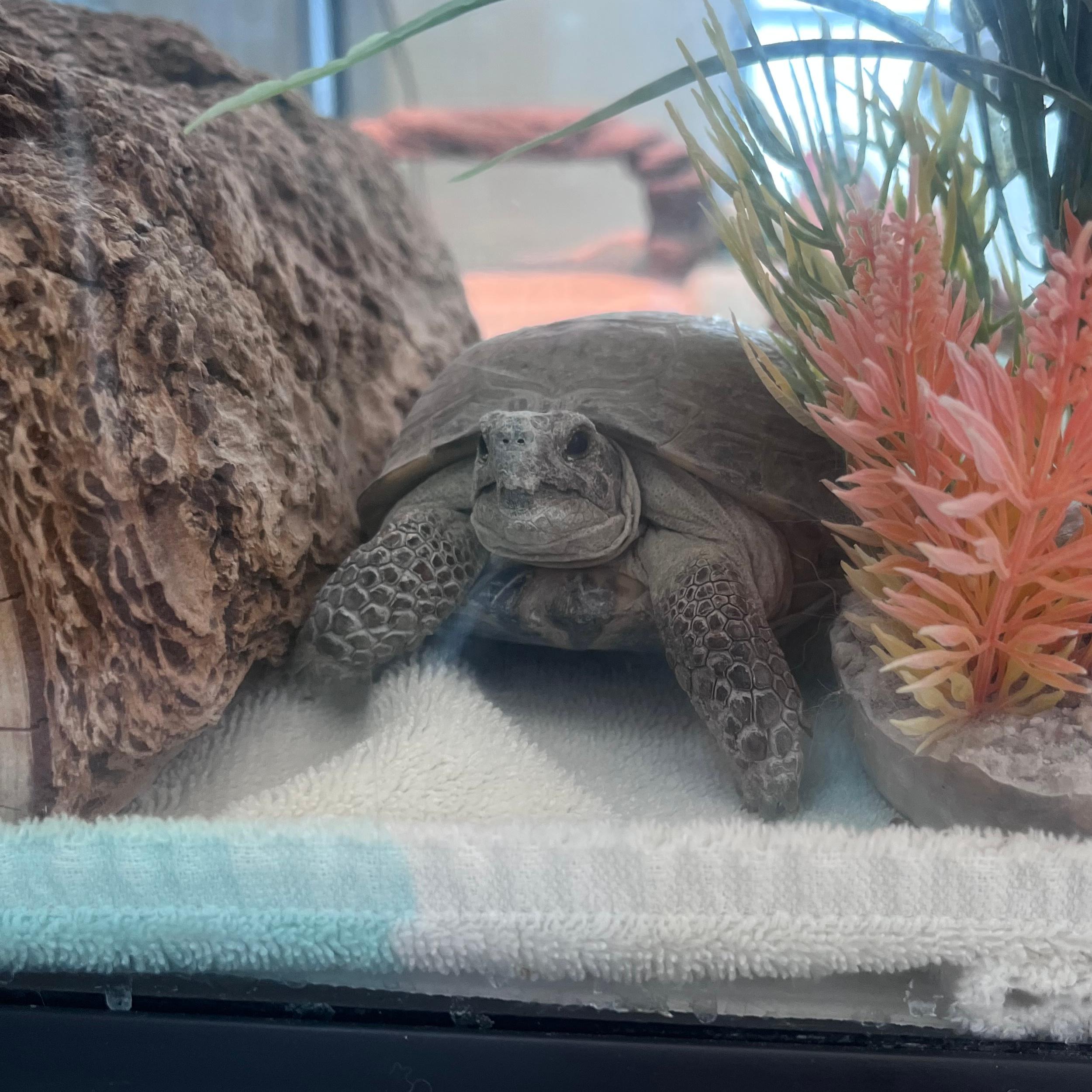 Enlarge Alfredo, a ADOPTABLE mixed breed in Lindon, UT image 4/4