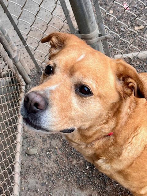 Lily, Adoptable, Senior Female Labrador Retriever & Pit Bull Terrier.