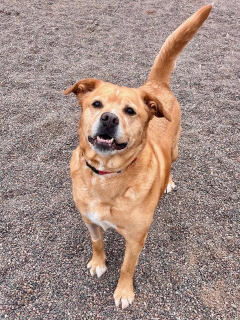 Lily, a Adoptable mixed breed in Webster, WI image 2/3