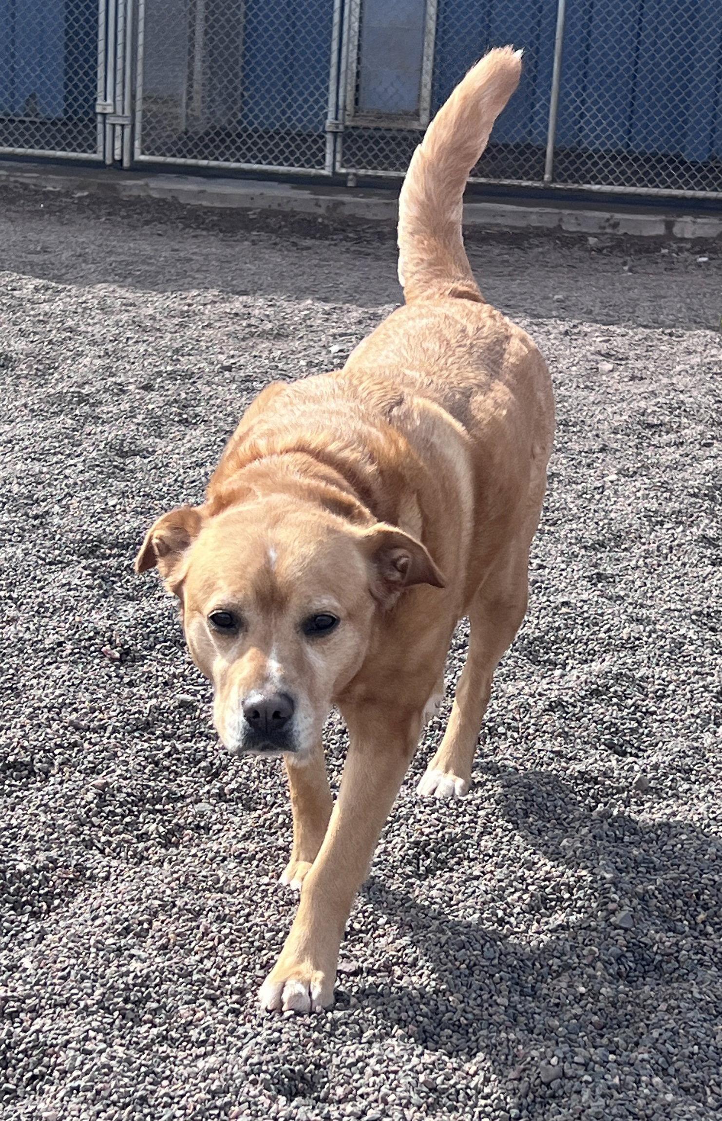 Enlarge Lily, a Adoptable mixed breed in Webster, WI image 1/3