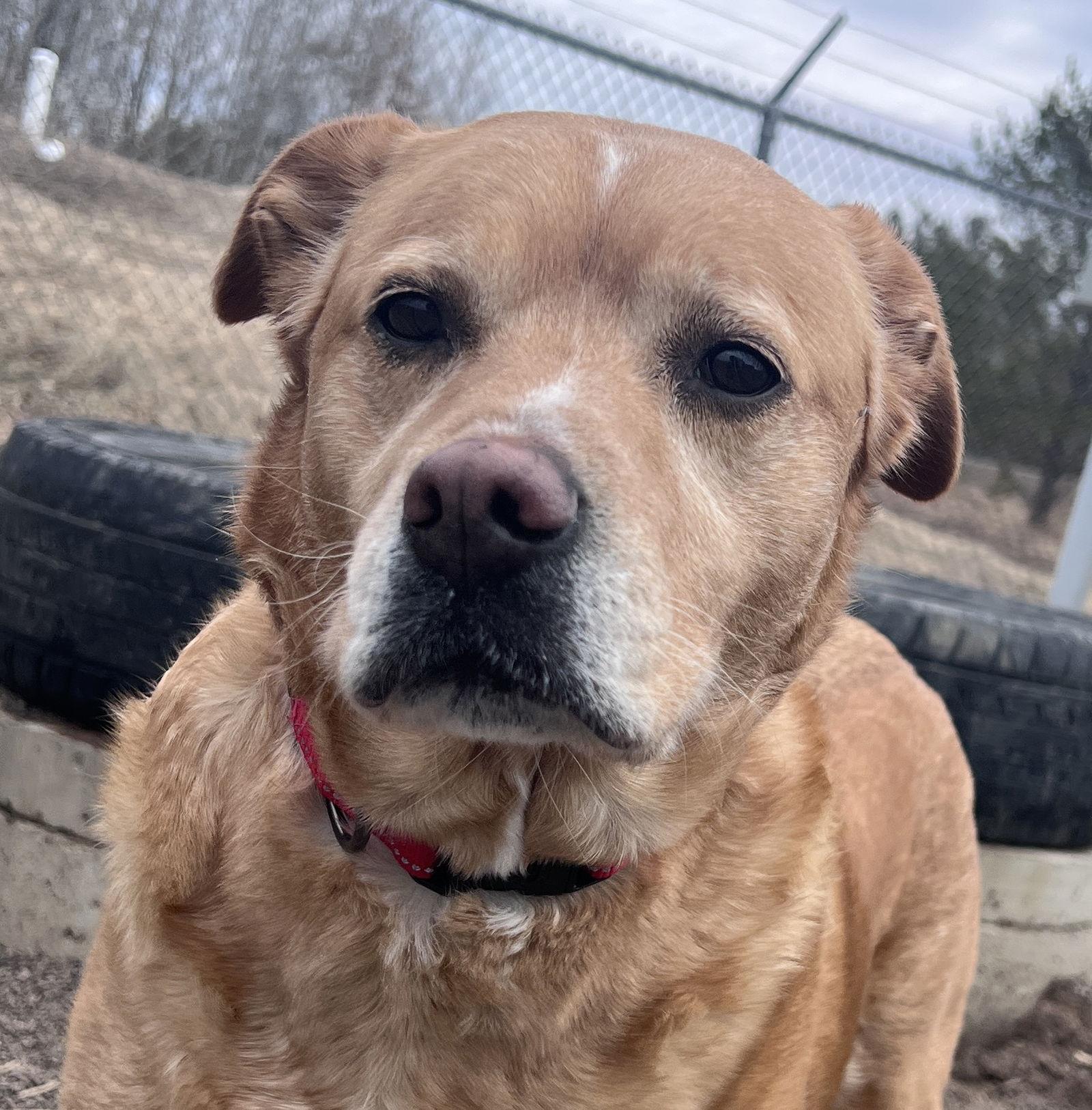 Lily, Adoptable, Senior Female Labrador Retriever & Pit Bull Terrier.