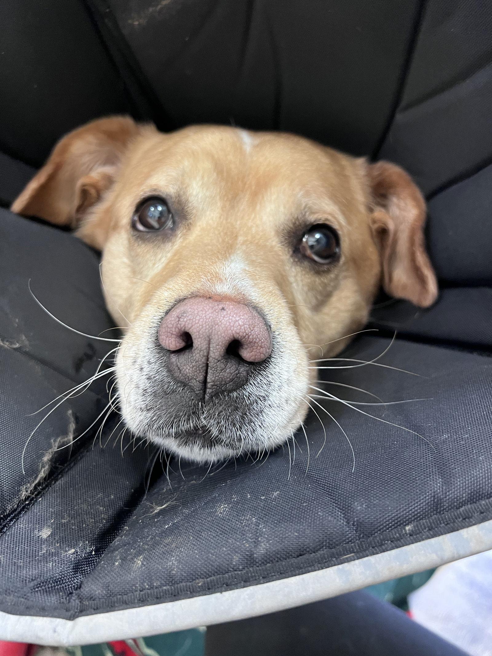Enlarge Lily, a Adoptable mixed breed in Webster, WI image 2/3