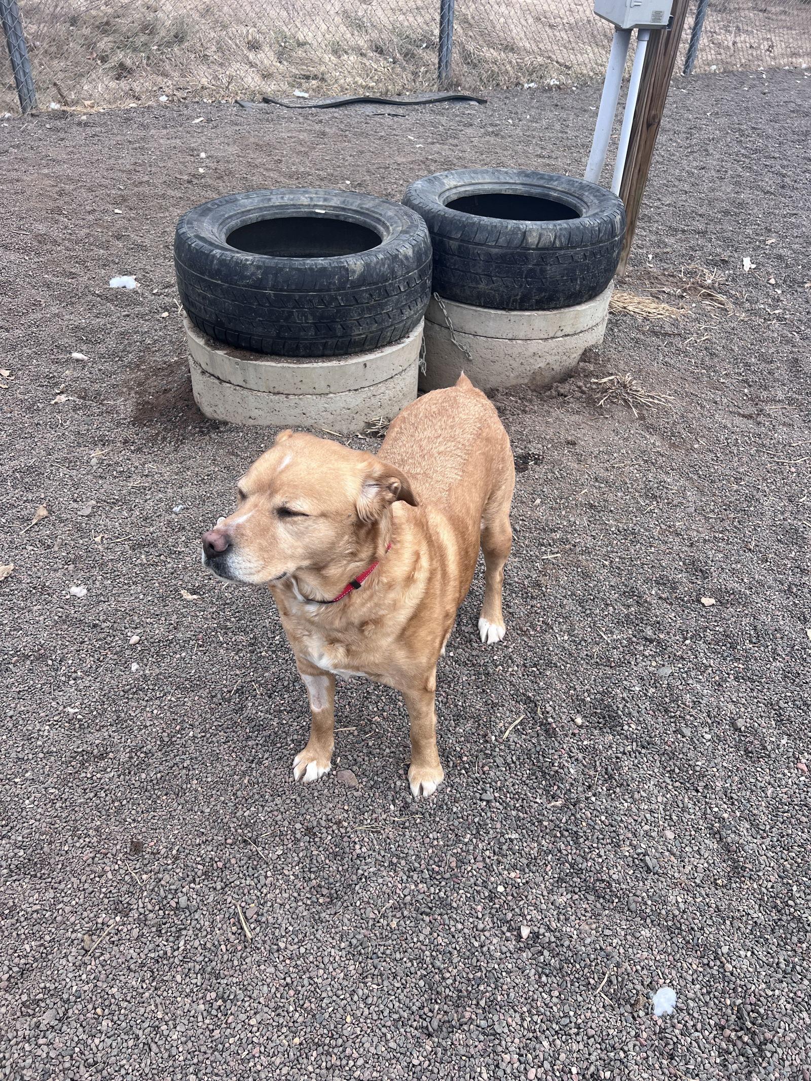 Enlarge Lily, a Adoptable mixed breed in Webster, WI image 3/3