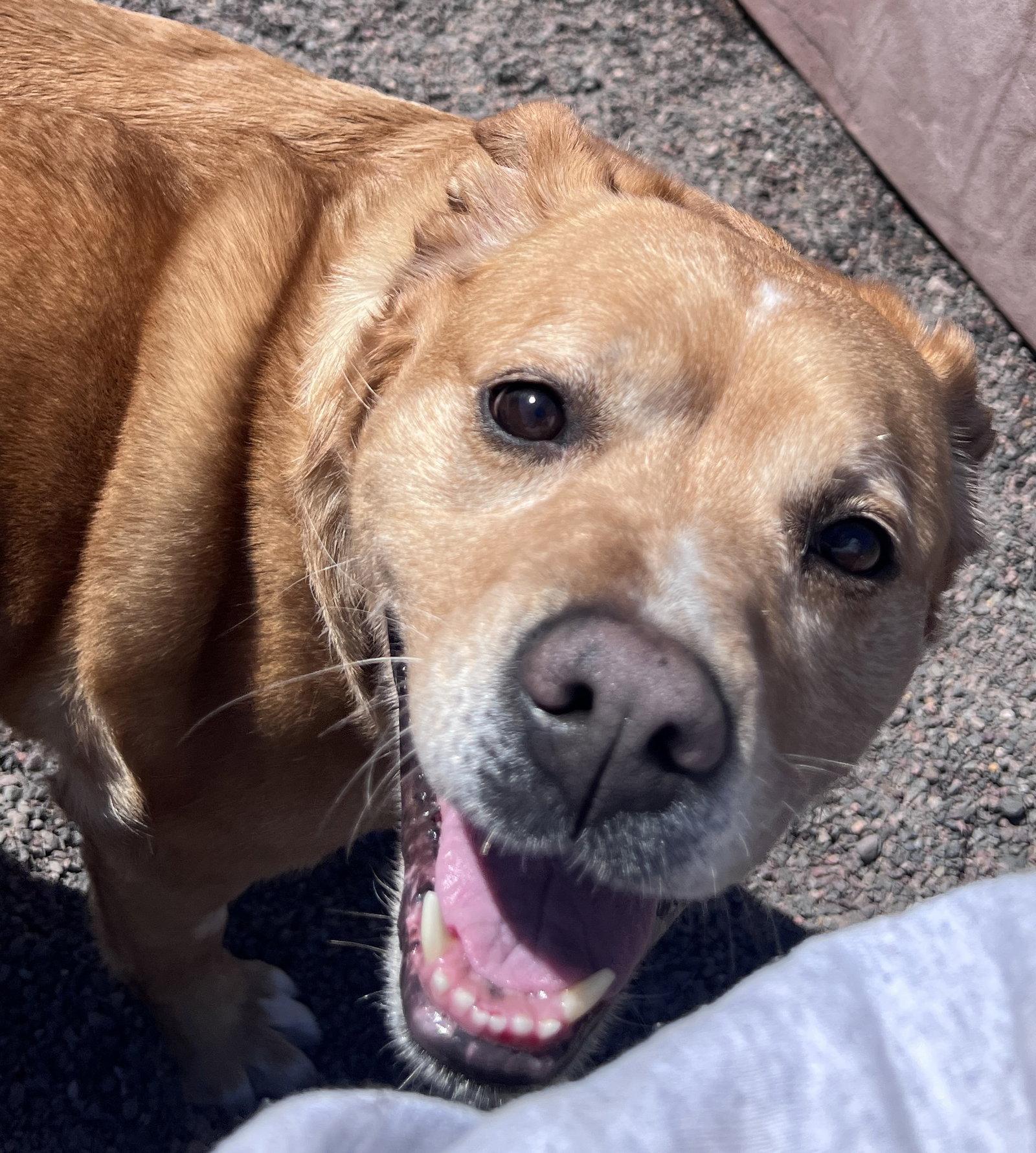 Enlarge Lily, a Adoptable mixed breed in Webster, WI image 3/3