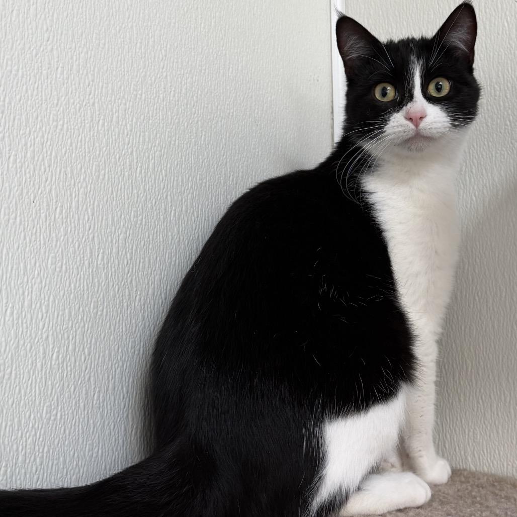 Dolly, a Adoptable Domestic Short Hair in Canton, IL image 2/3