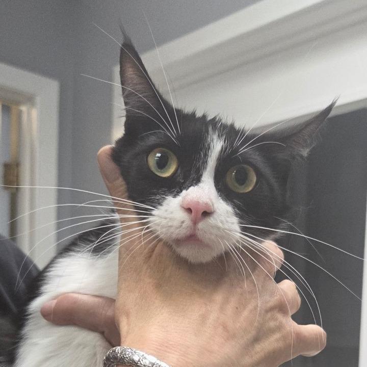 Dolly, a Adoptable Domestic Short Hair in Canton, IL image 3/3