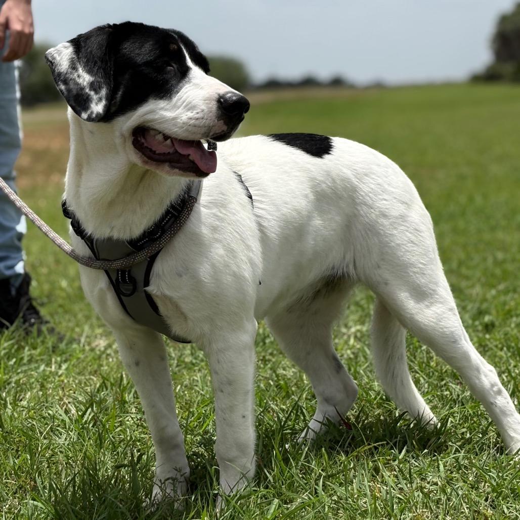 Diva, Adoptable, Puppy Female English Pointer.
