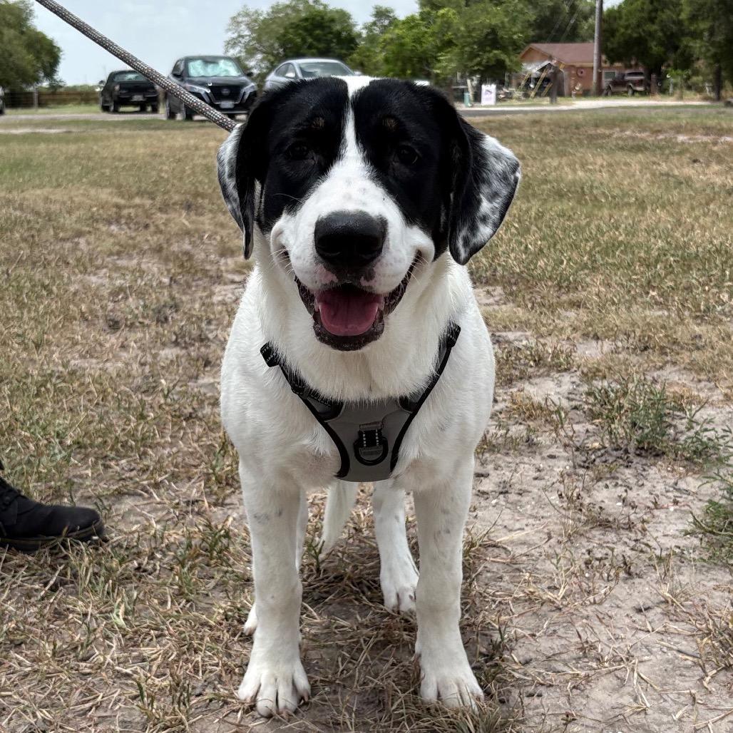 Diva, a Adoptable English Pointer in Harlingen, TX image 2/5