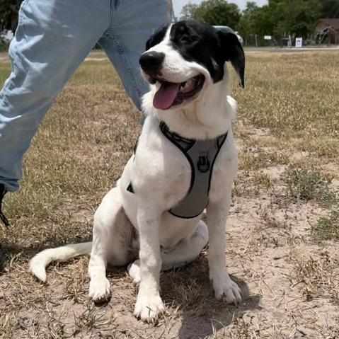 Diva, a Adoptable English Pointer in Harlingen, TX image 3/5