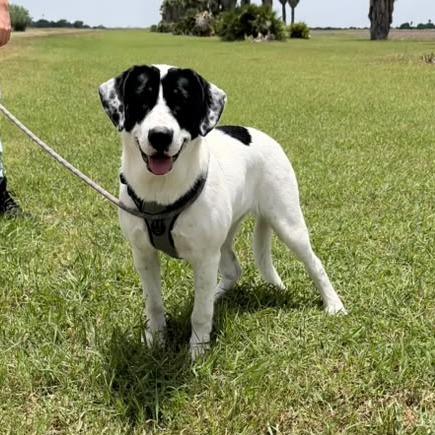 Diva, a Adoptable English Pointer in Harlingen, TX image 4/5