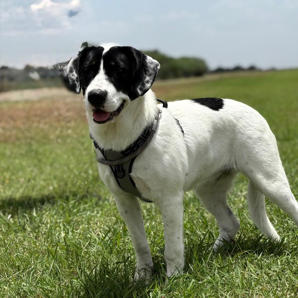 Diva, a Adoptable English Pointer in Harlingen, TX image 5/5