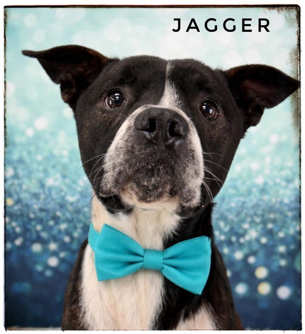 Jagger, ADOPTABLE, Adult Male Mixed Breed.