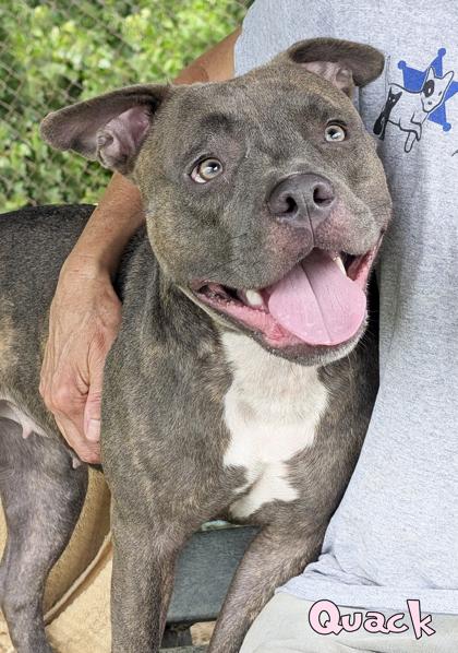 Quack, Adoptable, Adult Female Pit Bull Terrier & Mixed Breed.