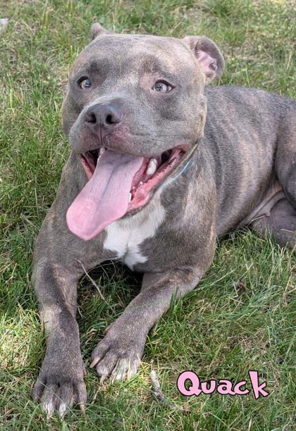 Quack, a Adoptable mixed breed in Mason, MI image 2/3