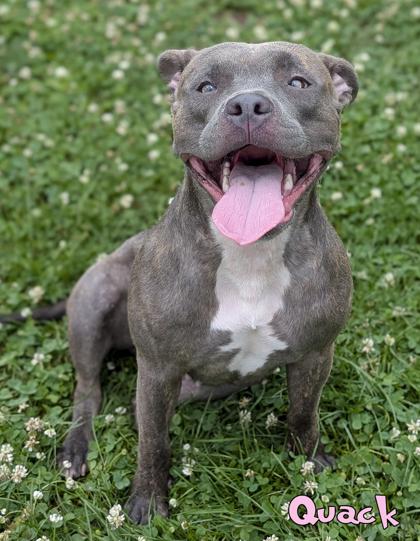 Quack, a Adoptable mixed breed in Mason, MI image 3/3
