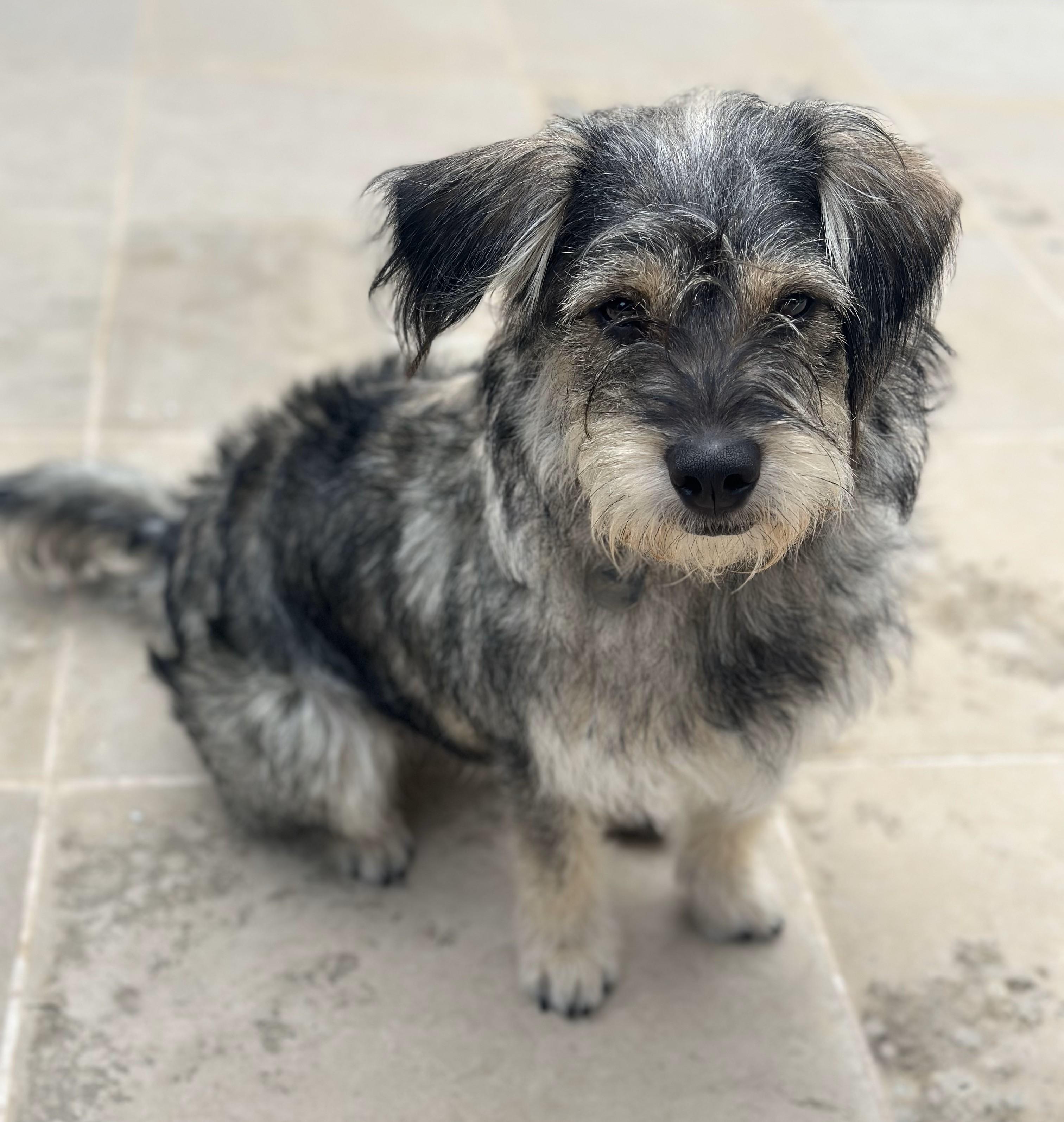 Harry - 904, Young Male Schnauzer