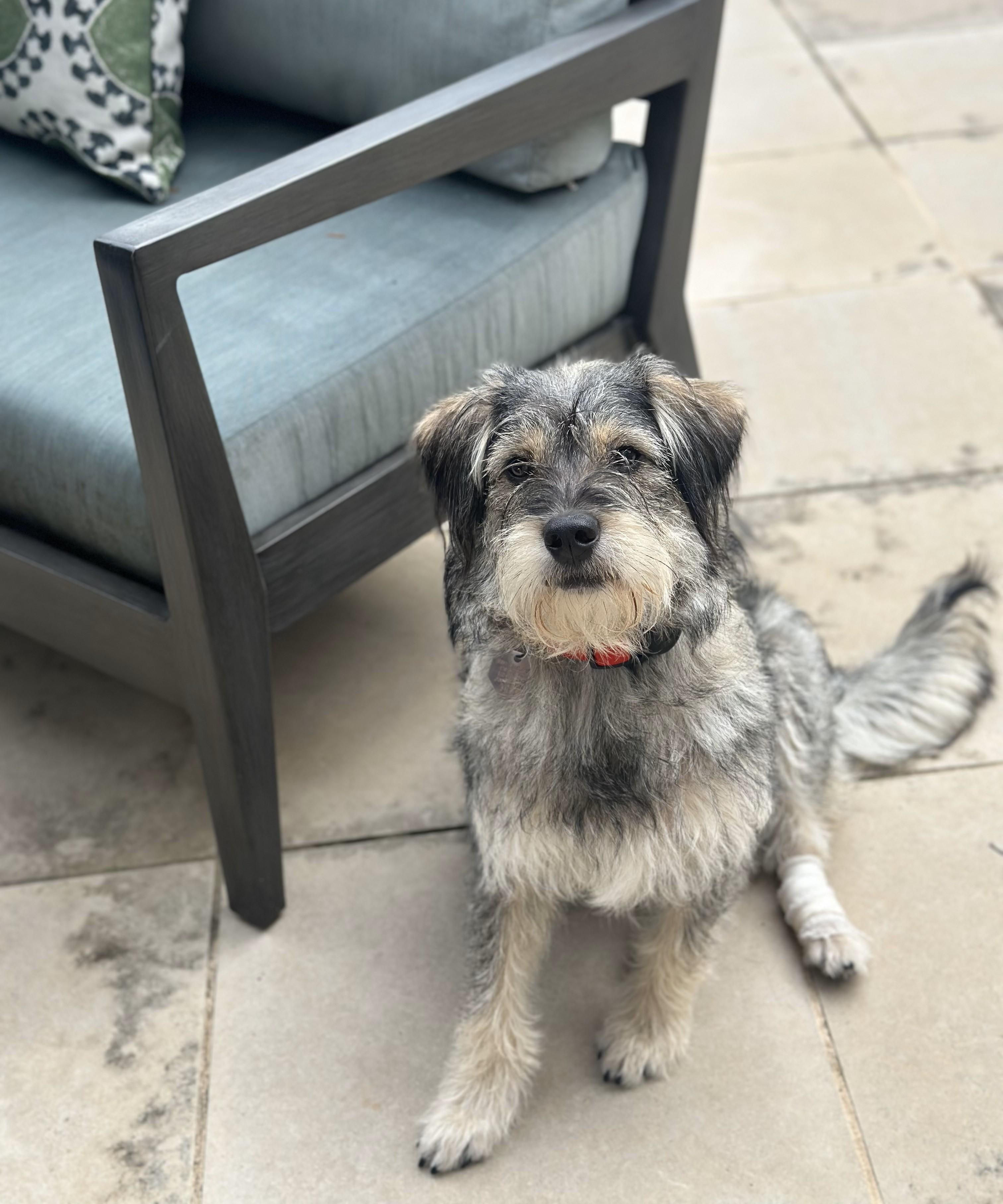 Enlarge Harry - 904, a Adopted mixed breed in Dallas, TX image 2/2