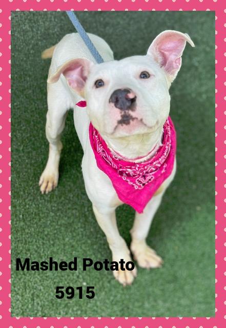 MASHED POTATO