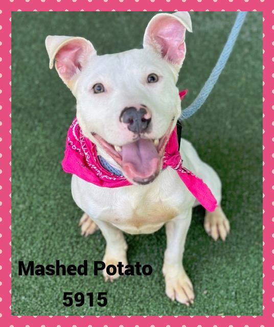 MASHED POTATO