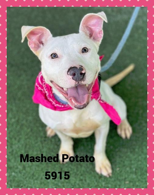 MASHED POTATO