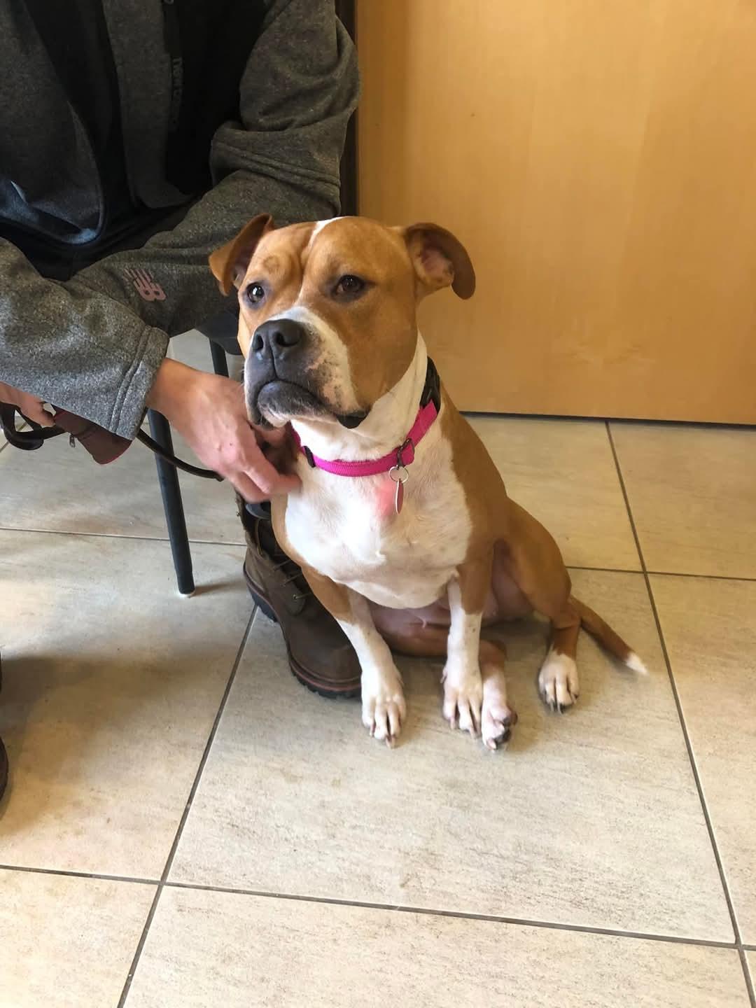 Maizey, Adopted, Young Female Boxer.