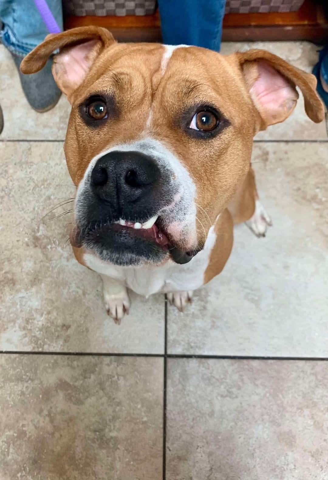 Enlarge Maizey, a Adopted mixed breed in Linwood, MI image 2/3