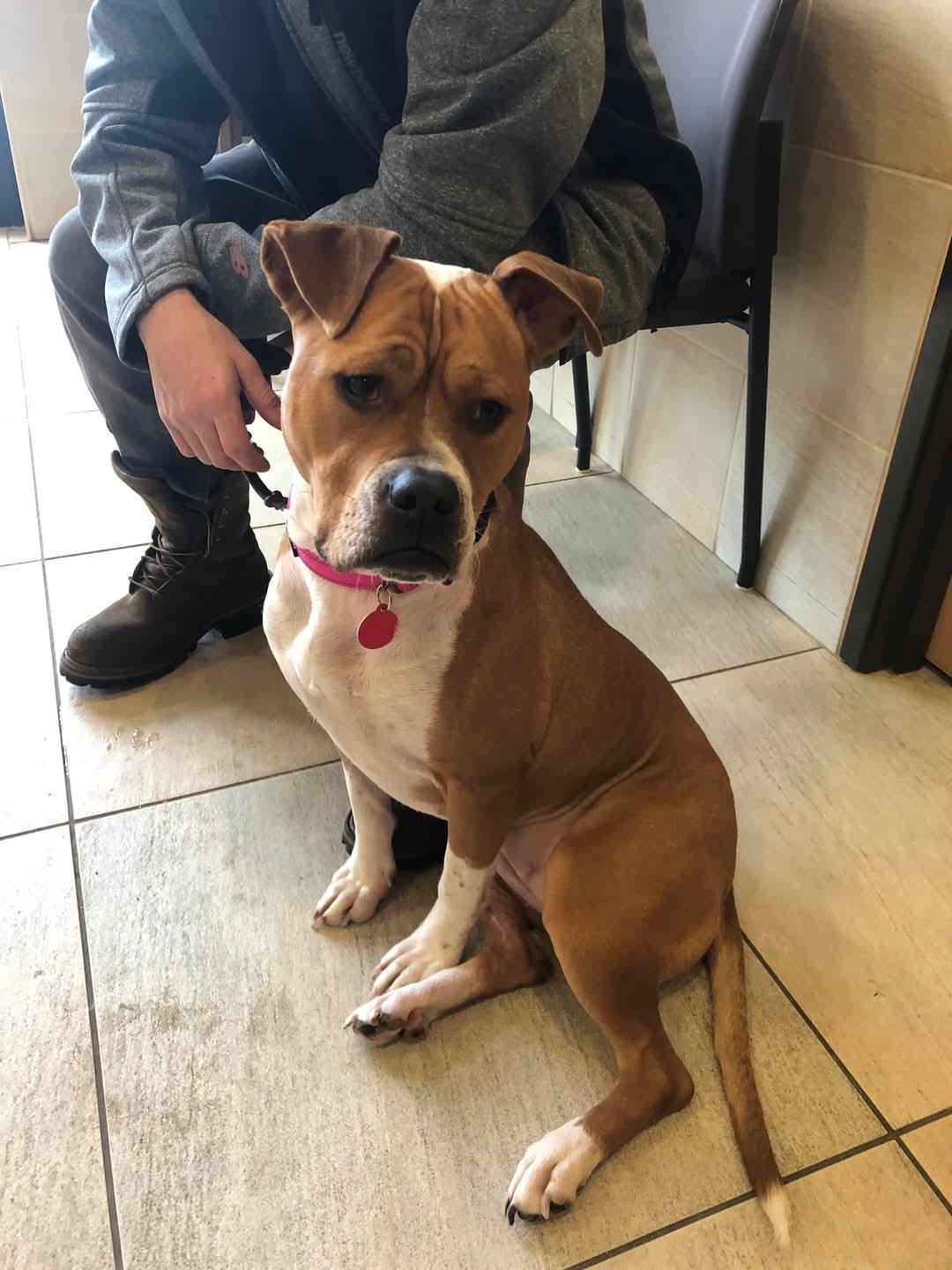Enlarge Maizey, a Adopted mixed breed in Linwood, MI image 3/3
