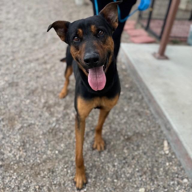 Enlarge Goliath, a Adoptable mixed breed in Bullhead City, AZ image 1/4