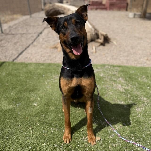 Enlarge Goliath, a Adoptable mixed breed in Bullhead City, AZ image 2/4