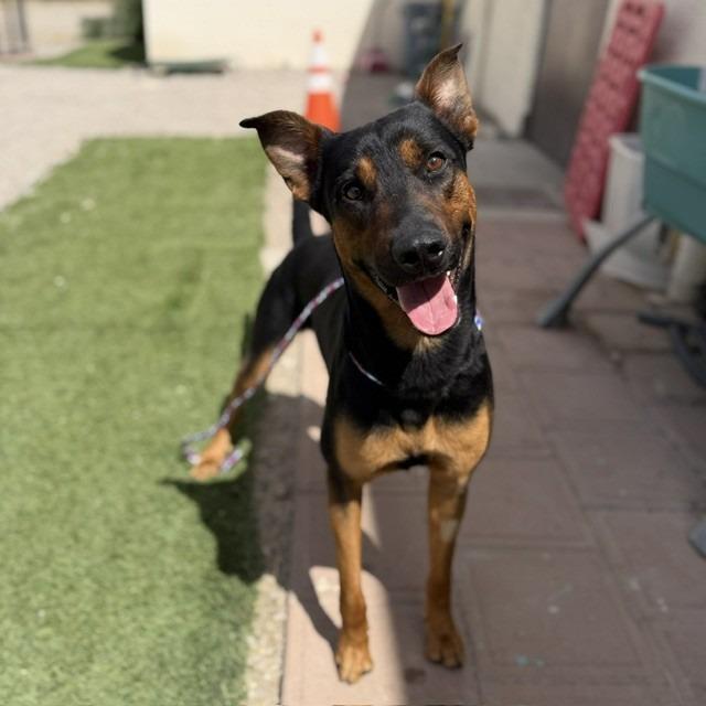 Enlarge Goliath, a Adoptable mixed breed in Bullhead City, AZ image 4/4