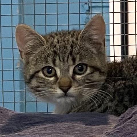 4 tabby kittens--Zev, Gaby, Alex and Ali, a Adoptable Tabby in Stanstead, QC image 2/6