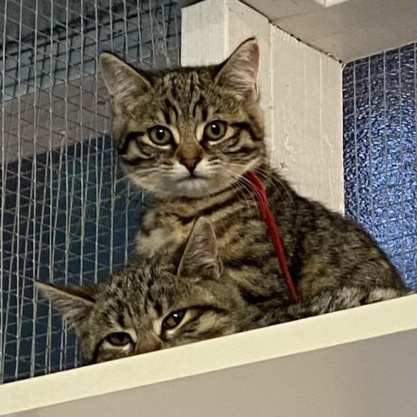 Zev, a Adoptable Tabby in Stanstead, QC image 2/2