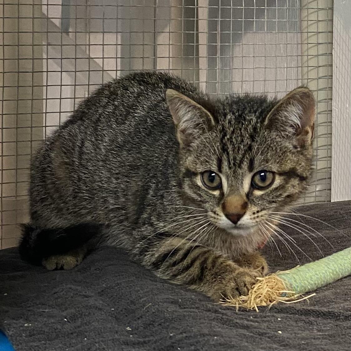 4 tabby kittens--Zev, Gaby, Alex and Ali, a Adoptable Tabby in Stanstead, QC image 3/6