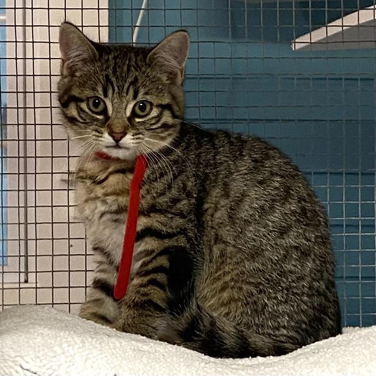 Zev, Adoptable, Kitten Male Tabby.