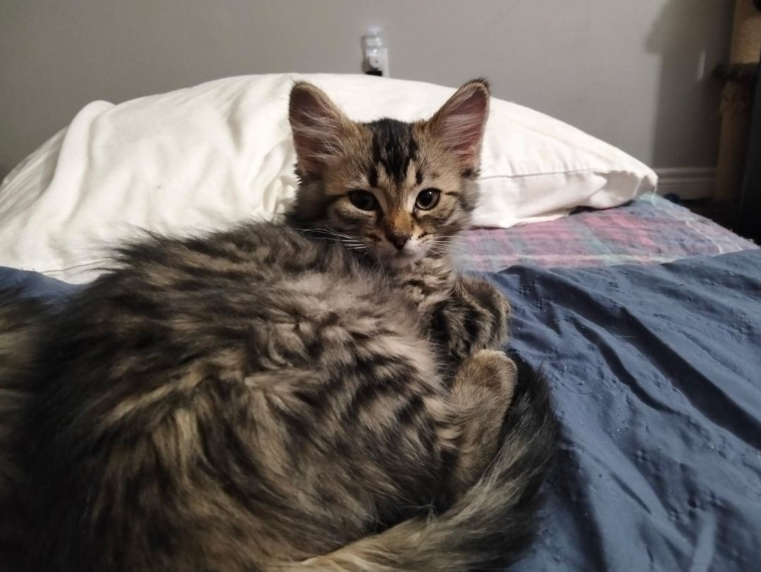 Gretel , ADOPTABLE, Kitten Female Tabby & Domestic Medium Hair.