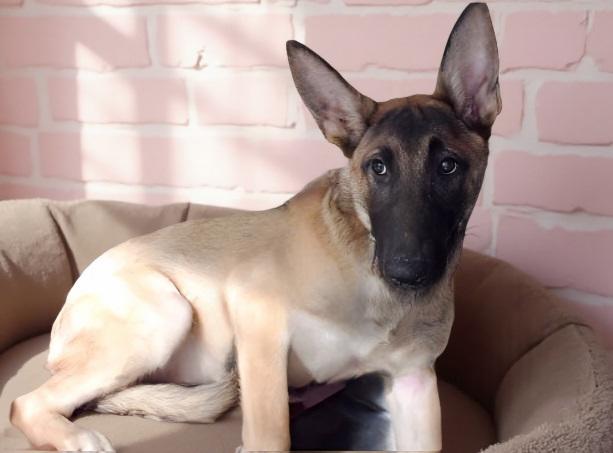 JANET, Adoptable, Young Female German Shepherd Dog & Belgian Shepherd / Malinois.