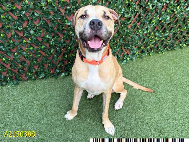 COCO, Adoptable, Adult Female Mixed Breed.