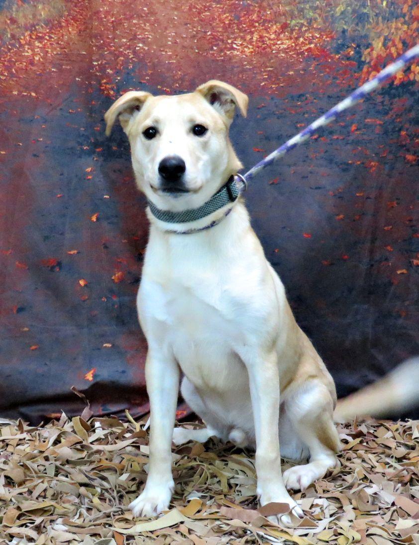 Garrett, Adoptable, Young Male Labrador Retriever.