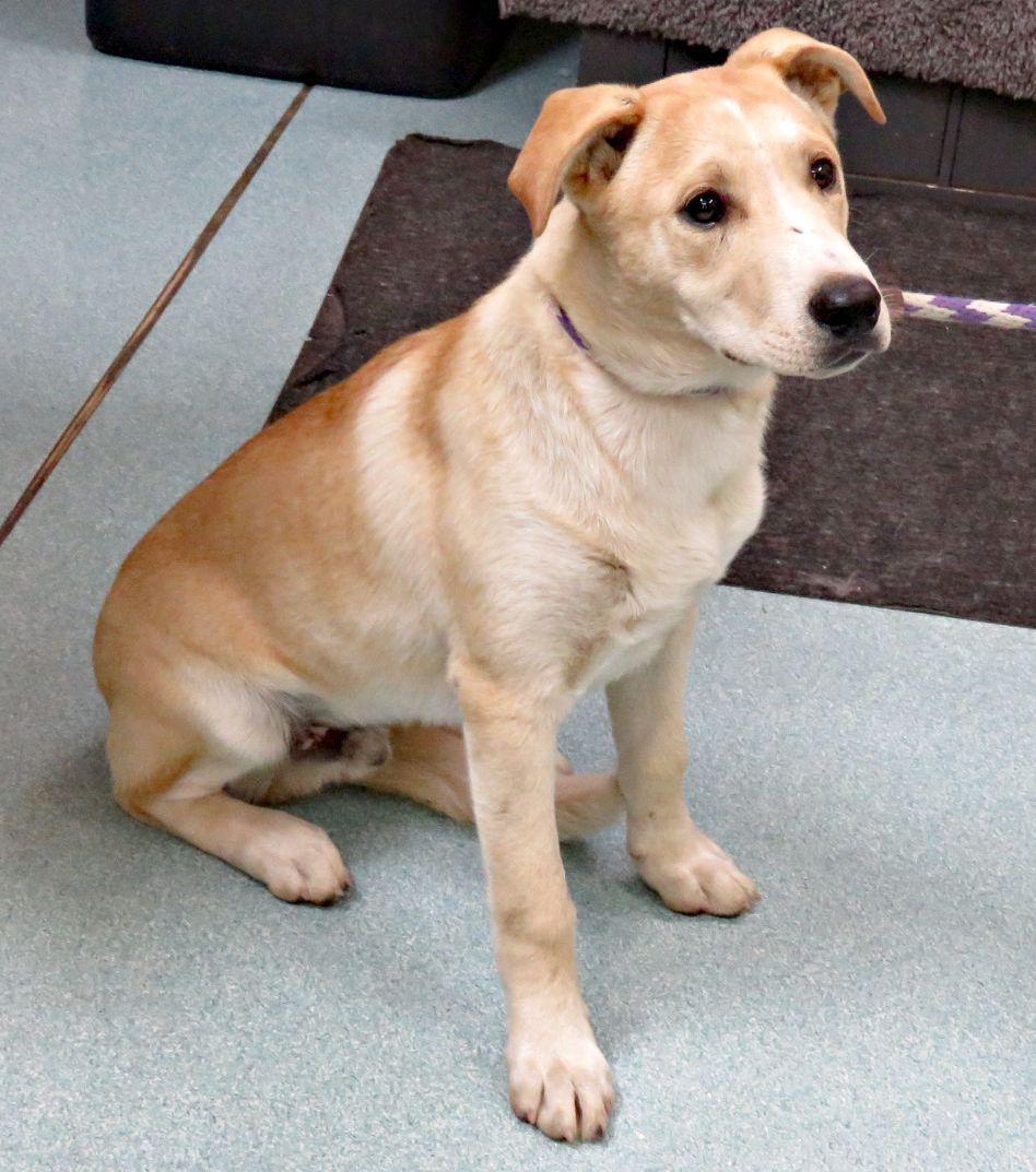 Garrett, ADOPTABLE, Young Male Labrador Retriever.