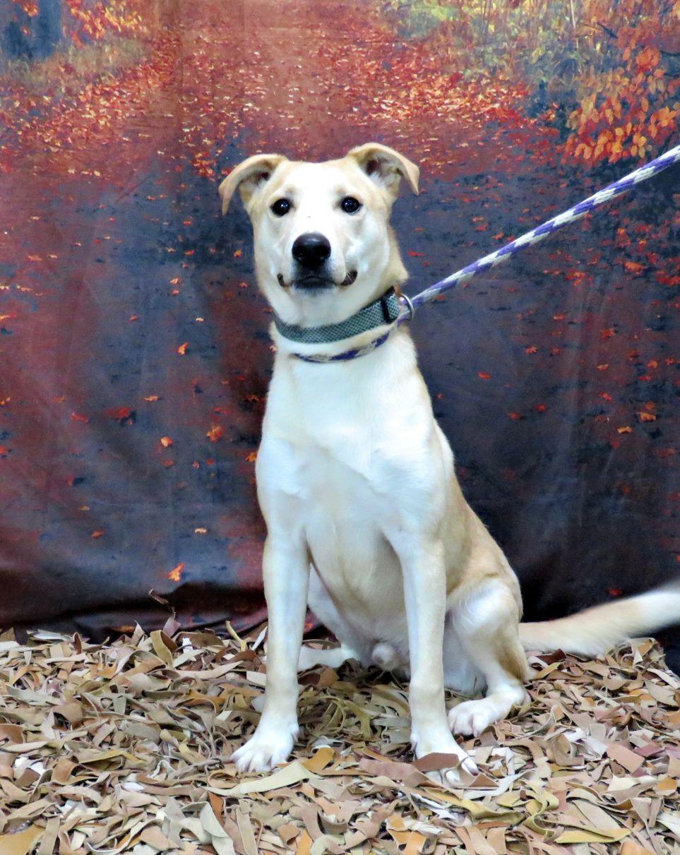 Enlarge Garrett, a Adoptable mixed breed in Lexington, VA image 3/4