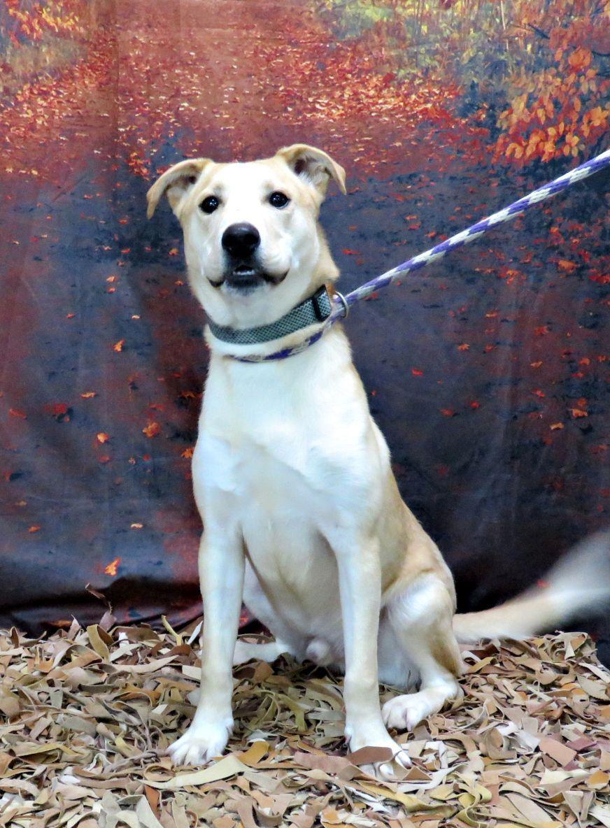 Enlarge Garrett, a Adoptable mixed breed in Lexington, VA image 2/4