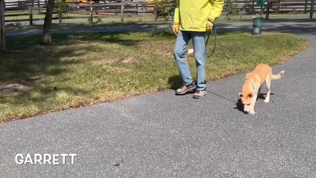 Enlarge Garrett, a Adoptable mixed breed in Lexington, VA video 4/4
