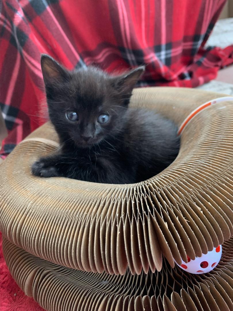 Tulleries, Baby Male Domestic Short Hair