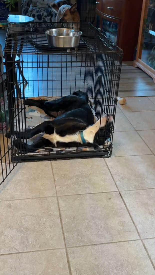 Enlarge Johnny, a ADOPTABLE mixed breed in Brunswick, ME image 3/3