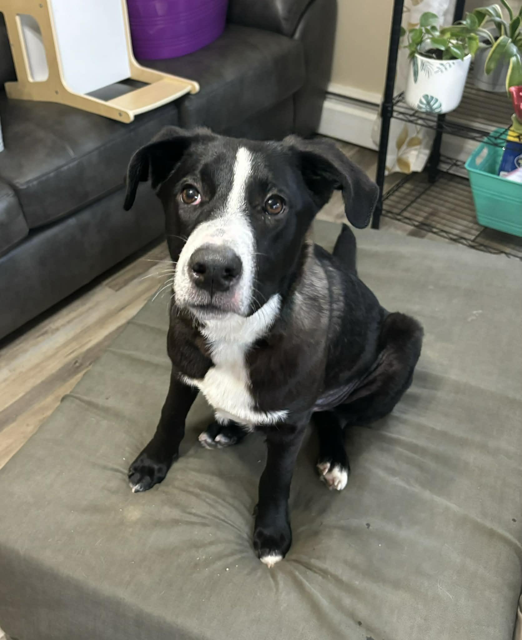 Enlarge Johnny, a ADOPTABLE mixed breed in Brunswick, ME image 2/3