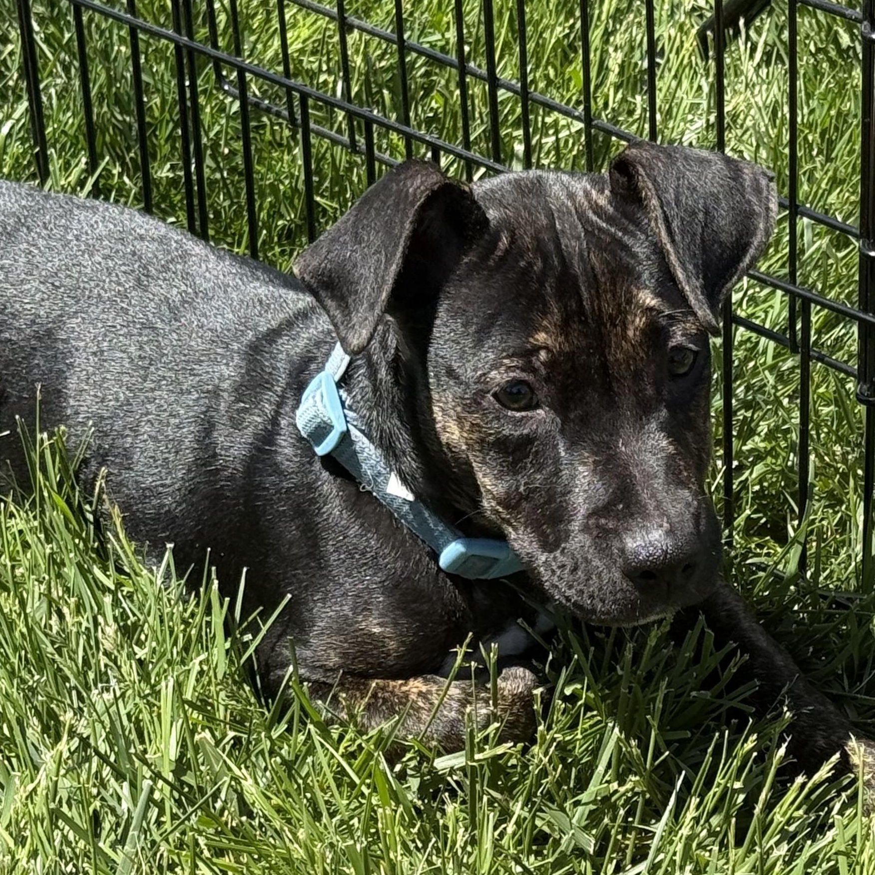 Oscar, adopted, Young Male Mixed Breed.